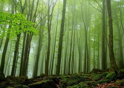 Primeval Beech Forests of the Carpathians and Other Regions of Europe: Beech Forest - Component Central Balkan