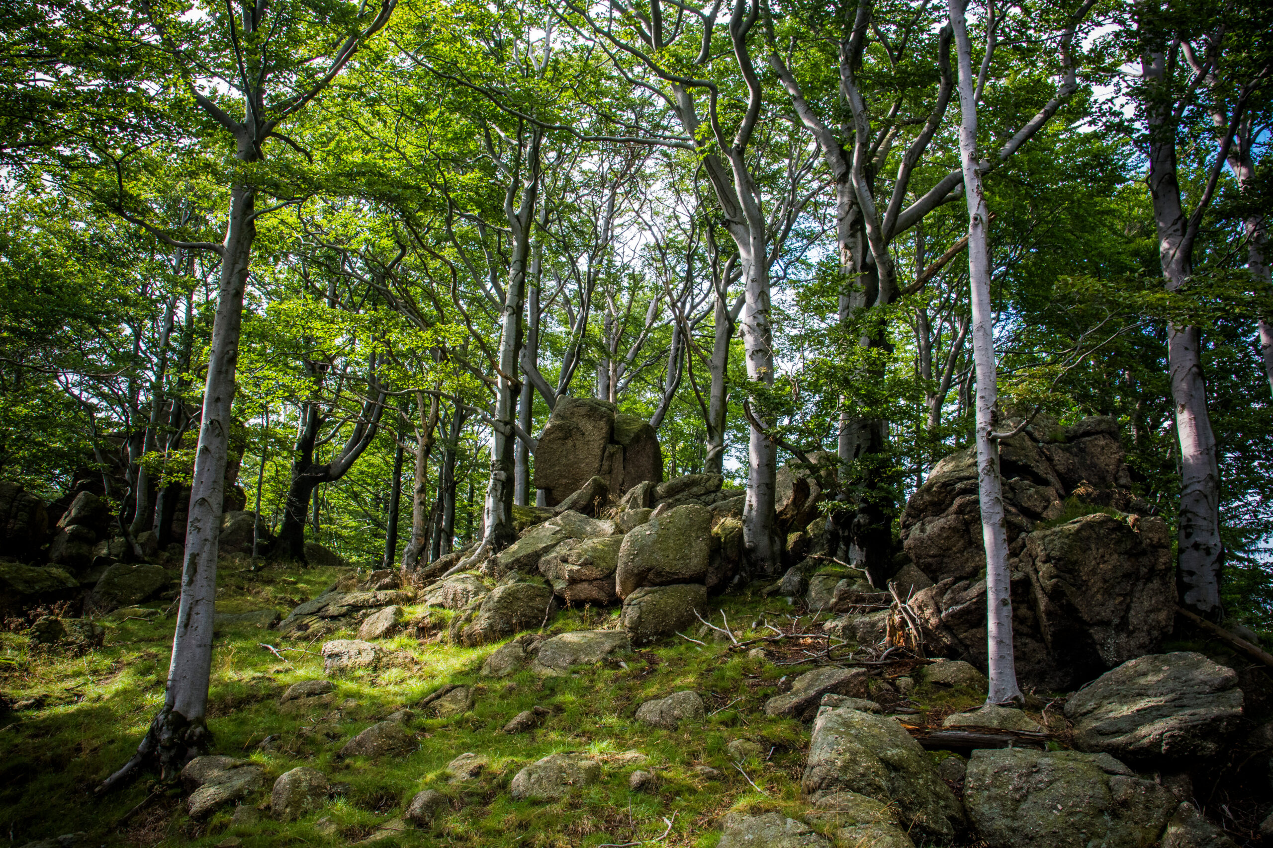 Beech forests in the Jizera Mountains, Czech republic, UNESCO